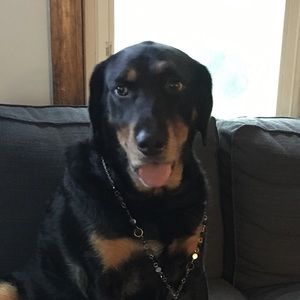 Meet your Posher, Rose